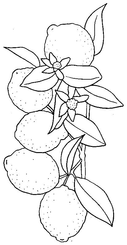 Fisă de colorat cu Fructe lamaie de colorat p14