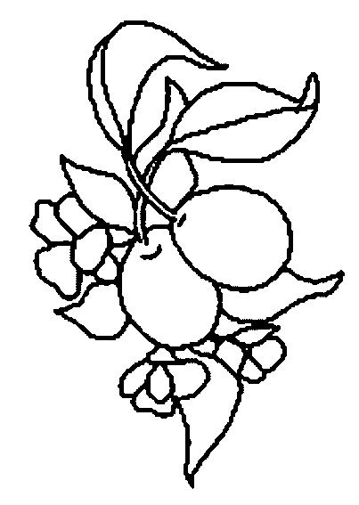 Fisă de colorat cu Fructe prune de colorat p02