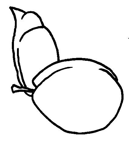 Fisă de colorat cu Fructe prune de colorat p03