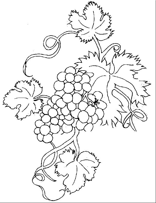 Fisă de colorat cu Fructe struguri de colorat p09