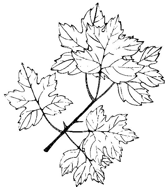 Fisă de colorat cu Frunze de colorat p05