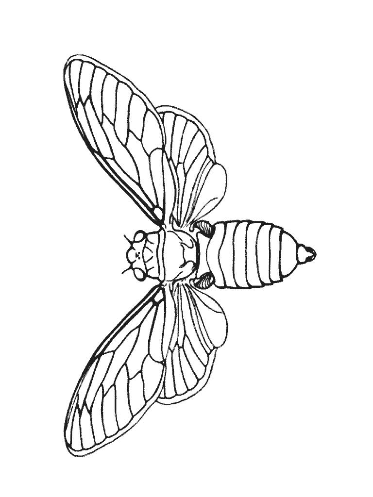 Fisă de colorat cu Insecte de colorat p17