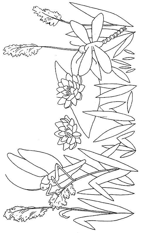 Fisă de colorat cu Insecte de colorat p22