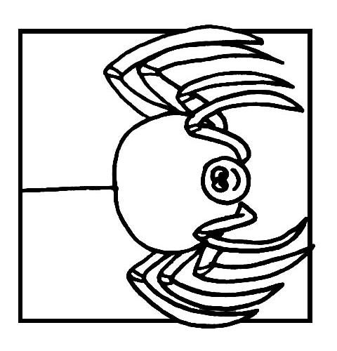 Fisă de colorat cu Insecte paianjeni de colorat p01