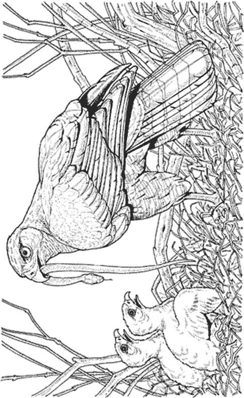 Fisă de colorat cu Pasari de colorat p01