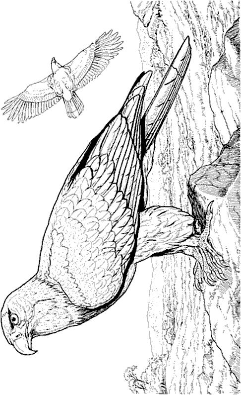 Fisă de colorat cu Pasari de colorat p03