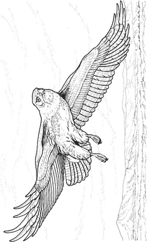 Fisă de colorat cu Pasari de colorat p04