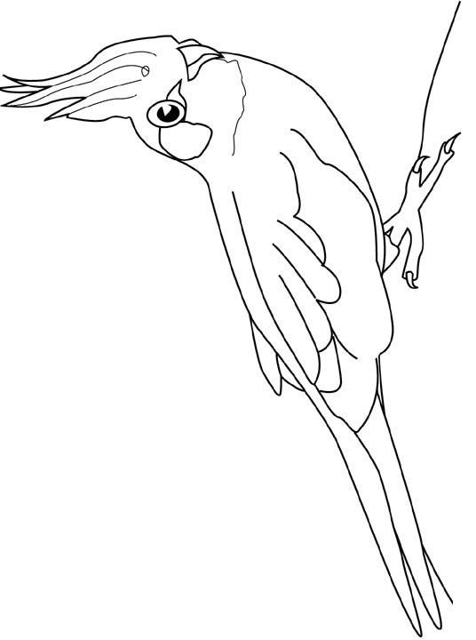 Fisă de colorat cu Pasari de colorat p09