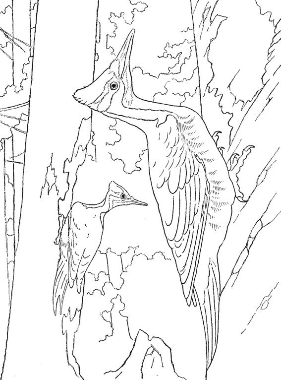 Fisă de colorat cu Pasari de colorat p100