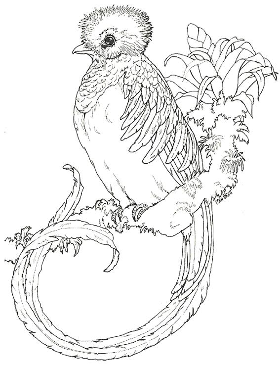 Fisă de colorat cu Pasari de colorat p101