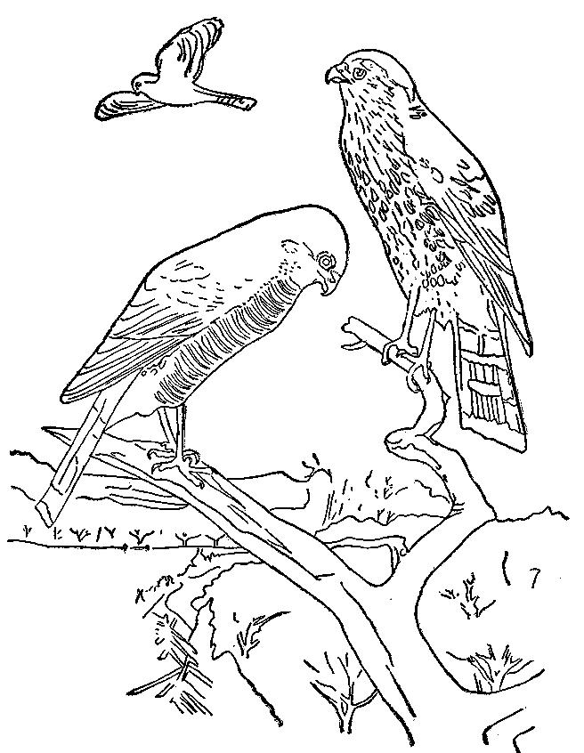 Fisă de colorat cu Pasari de colorat p103