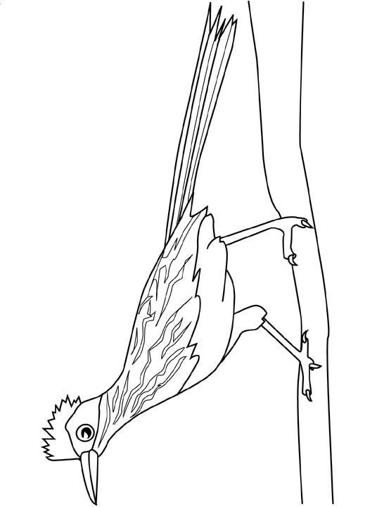 Fisă de colorat cu Pasari de colorat p105