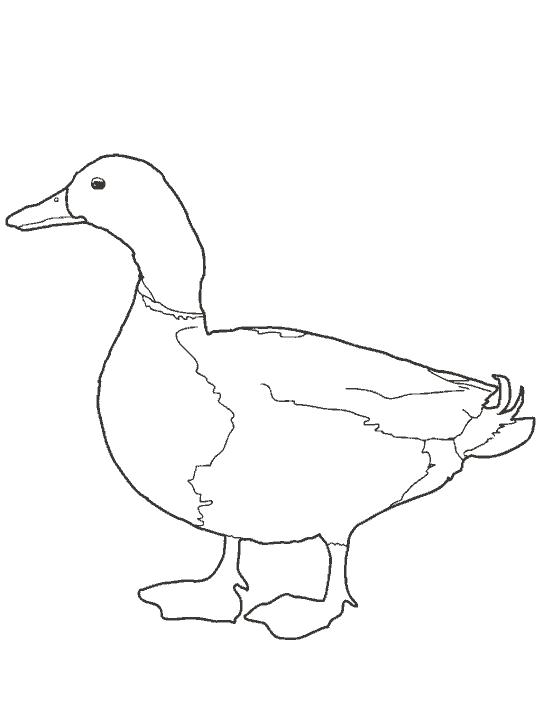 Fisă de colorat cu Pasari de colorat p11