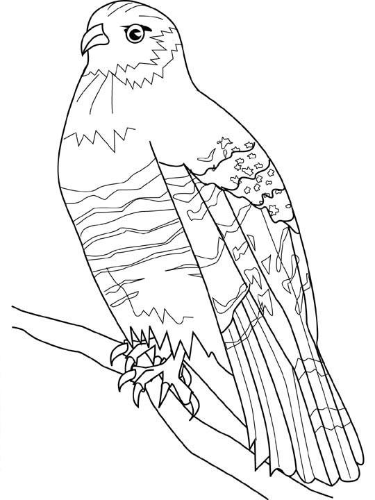Fisă de colorat cu Pasari de colorat p110