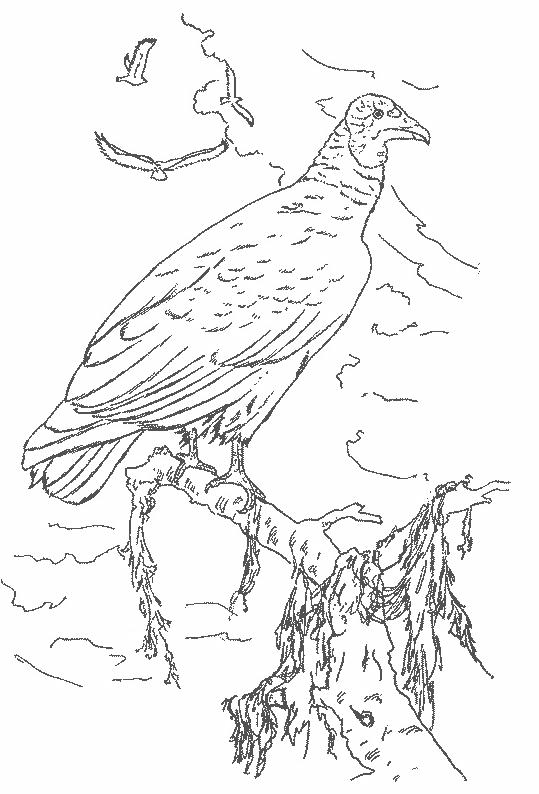 Fisă de colorat cu Pasari de colorat p111