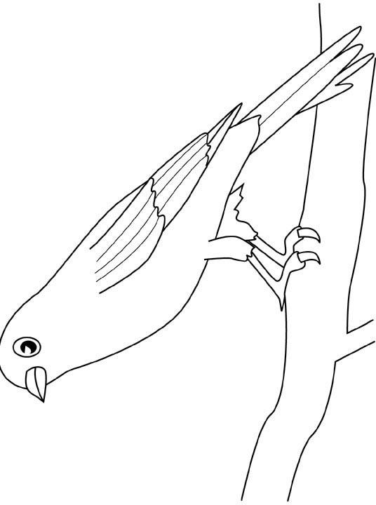 Fisă de colorat cu Pasari de colorat p12