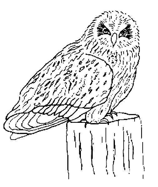 Fisă de colorat cu Pasari de colorat p13