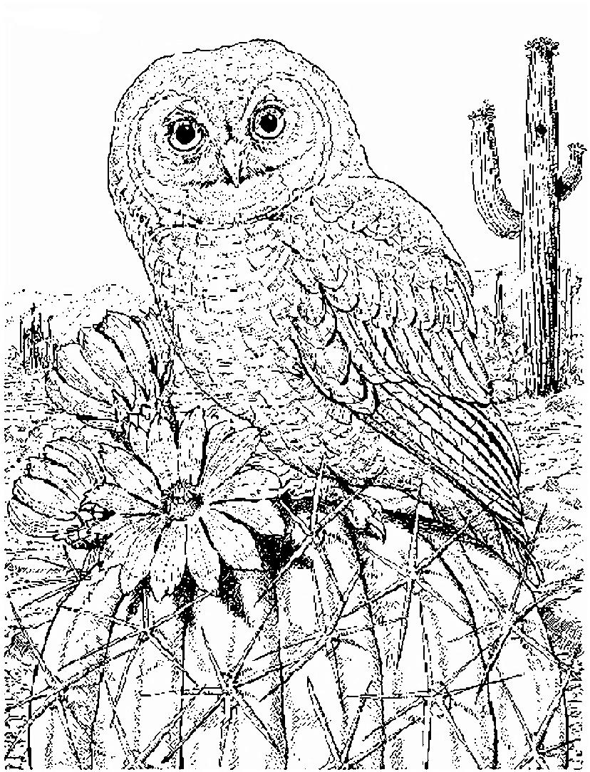 Fisă de colorat cu Pasari de colorat p14