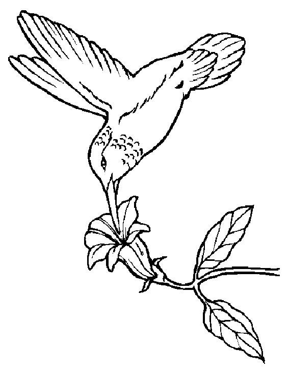 Fisă de colorat cu Pasari de colorat p16