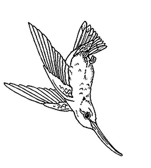 Fisă de colorat cu Pasari de colorat p18