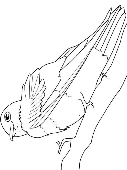 Fisă de colorat cu Pasari de colorat p21