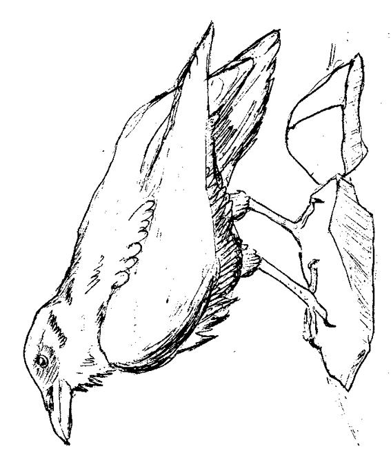 Fisă de colorat cu Pasari de colorat p23