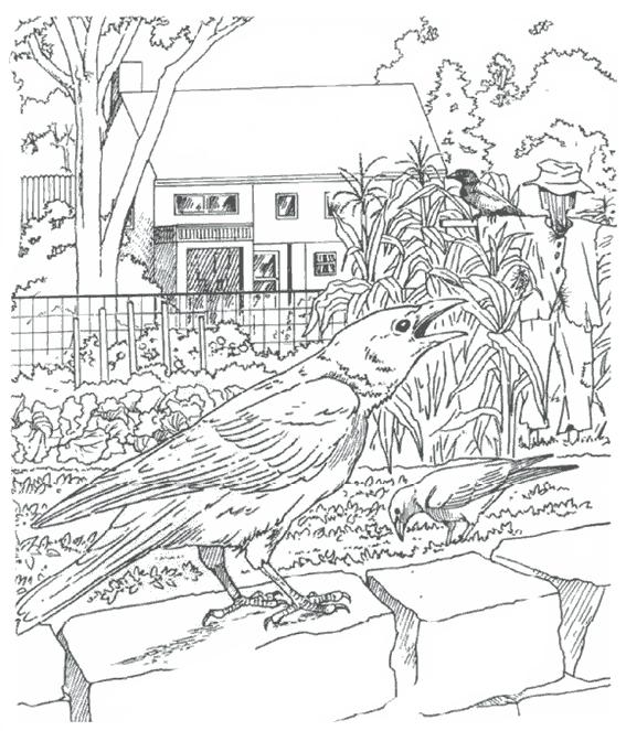 Fisă de colorat cu Pasari de colorat p24