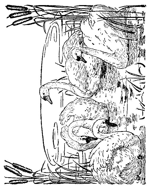 Fisă de colorat cu Pasari de colorat p26