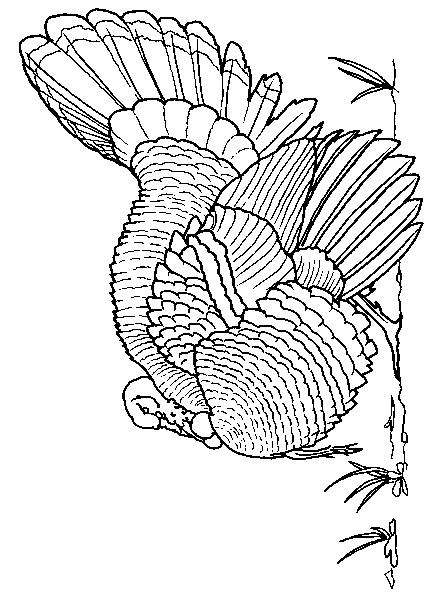 Fisă de colorat cu Pasari de colorat p28