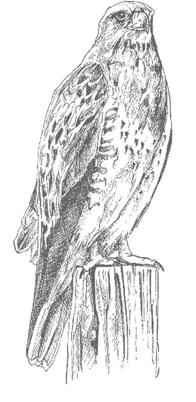 Fisă de colorat cu Pasari de colorat p33