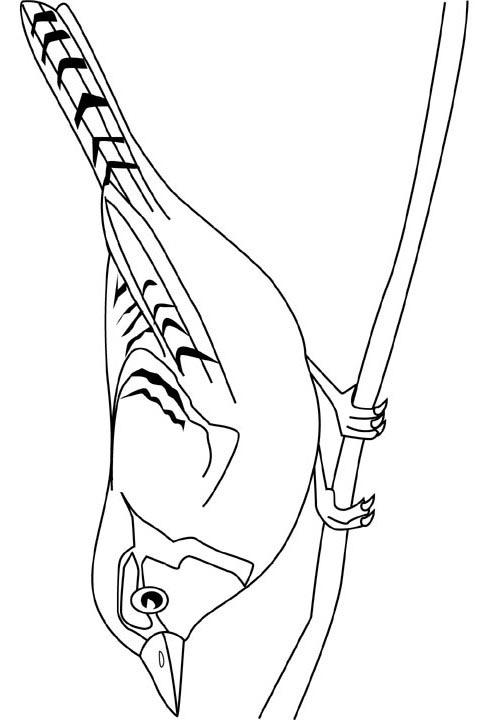 Fisă de colorat cu Pasari de colorat p37