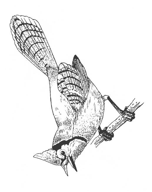 Fisă de colorat cu Pasari de colorat p38