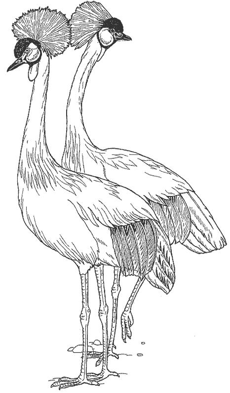 Fisă de colorat cu Pasari de colorat p39