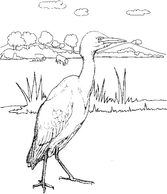 Fisă de colorat cu Pasari de colorat p42