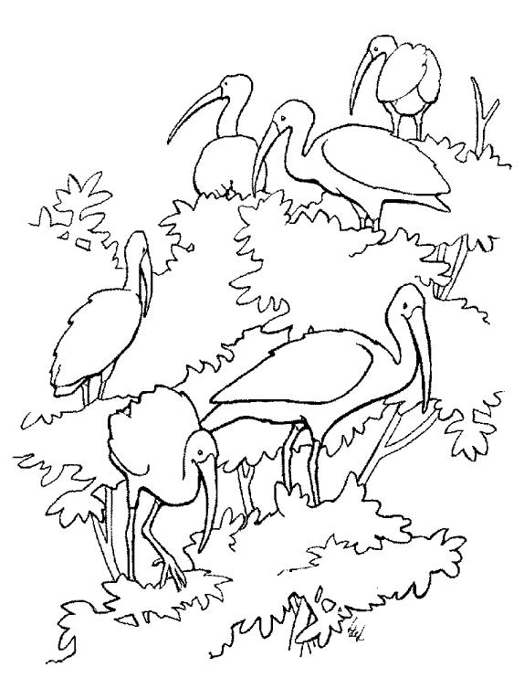 Fisă de colorat cu Pasari de colorat p48