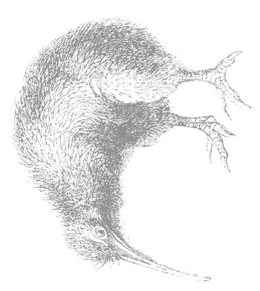 Fisă de colorat cu Pasari de colorat p49