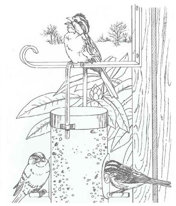 Fisă de colorat cu Pasari de colorat p54