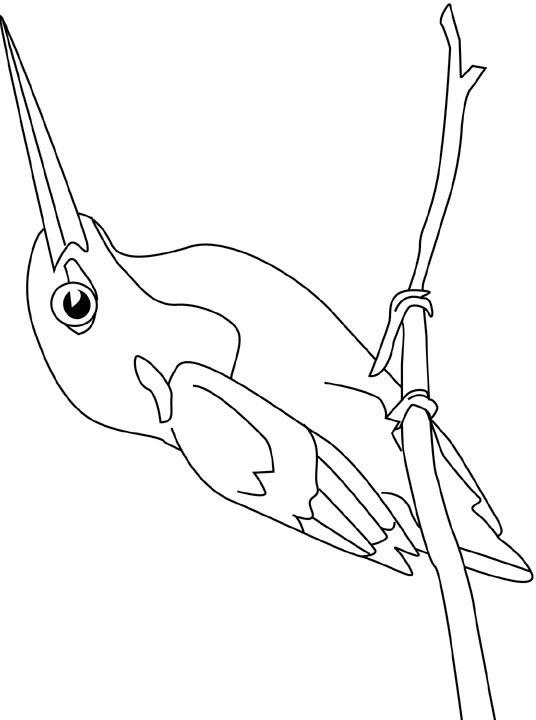 Fisă de colorat cu Pasari de colorat p55