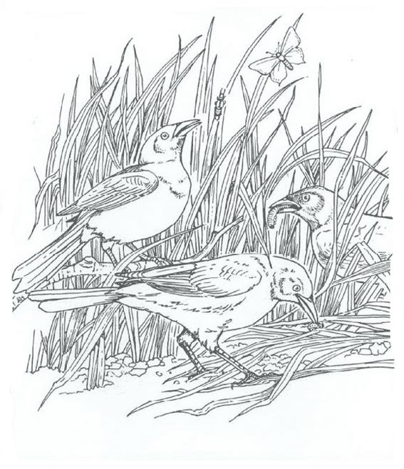 Fisă de colorat cu Pasari de colorat p56