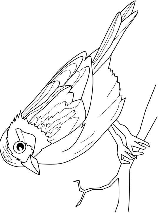 Fisă de colorat cu Pasari de colorat p60