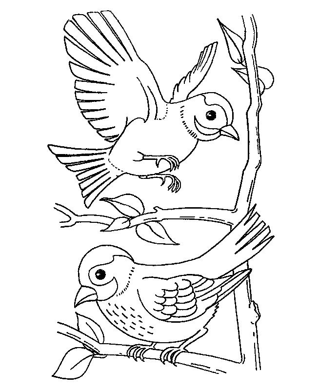 Fisă de colorat cu Pasari de colorat p61