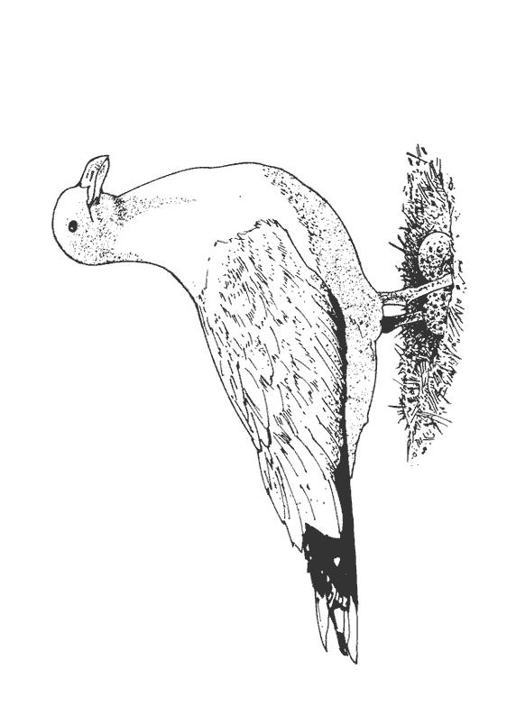 Fisă de colorat cu Pasari de colorat p62