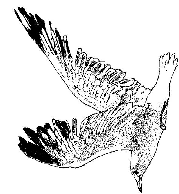 Fisă de colorat cu Pasari de colorat p63