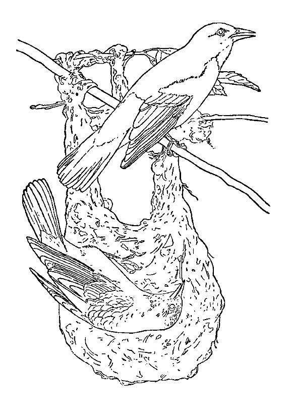 Fisă de colorat cu Pasari de colorat p64