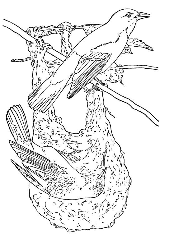 Fisă de colorat cu Pasari de colorat p66