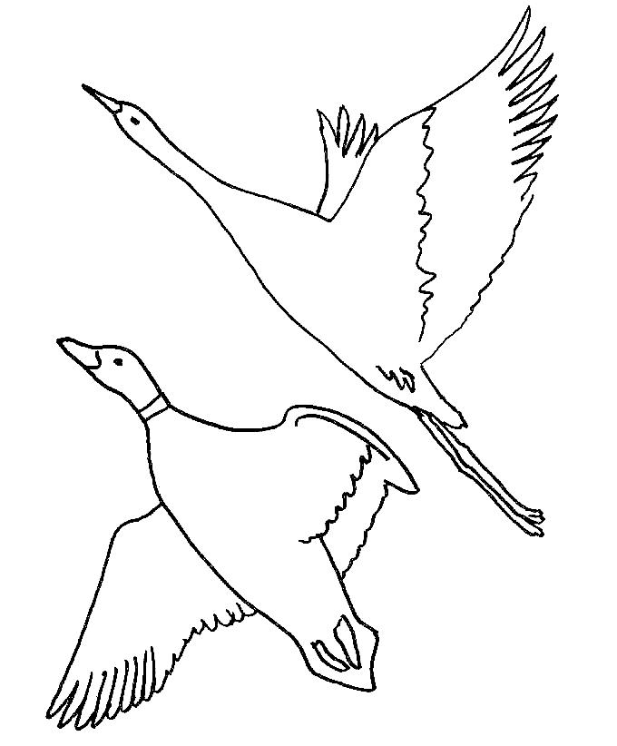 Fisă de colorat cu Pasari de colorat p68