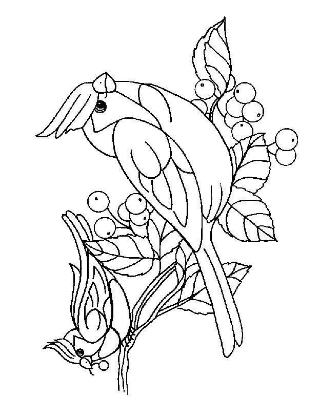 Fisă de colorat cu Pasari de colorat p69