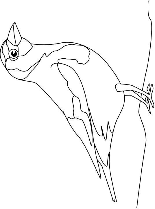 Fisă de colorat cu Pasari de colorat p70