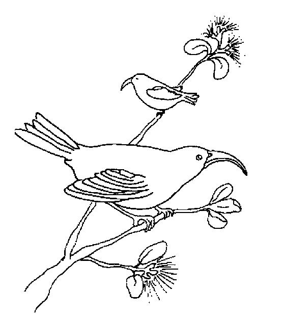 Fisă de colorat cu Pasari de colorat p71