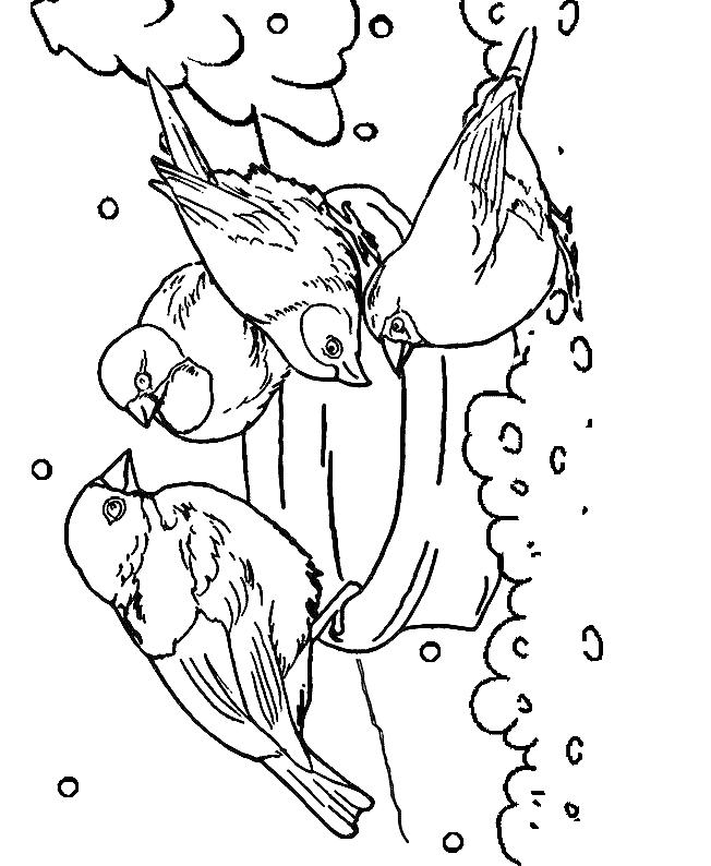 Fisă de colorat cu Pasari de colorat p74